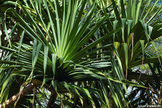 Image de Pandanus tectorius Parkinson ex Du Roi