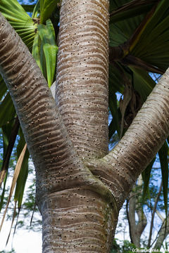 Image of Tahitian screwpine