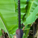 Imagem de Musa acuminata Colla