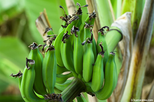 Image de figue banane