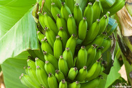 Image de figue banane