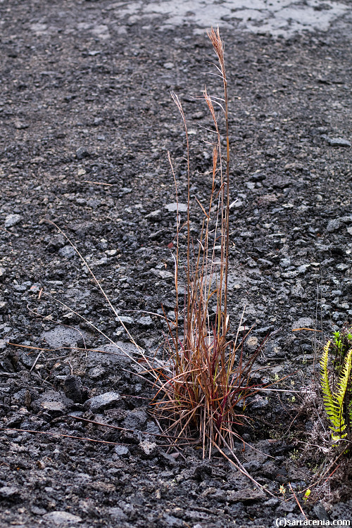 Imagem de Andropogon virginicus L.