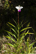 Image of Bamboo Orchid