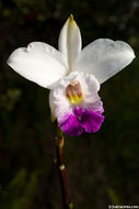 Image of Bamboo Orchid