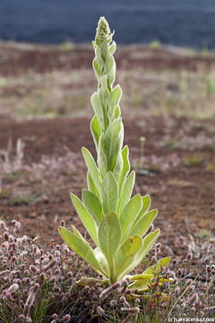 Image of Great Mullein