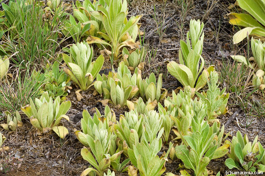 Image of Great Mullein