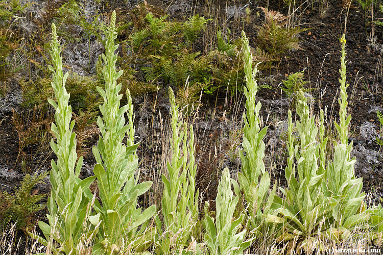 Image of Great Mullein