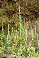 Image of Great Mullein