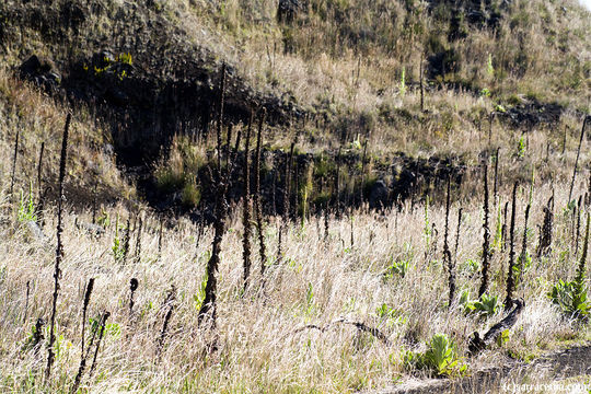 Image of Great Mullein