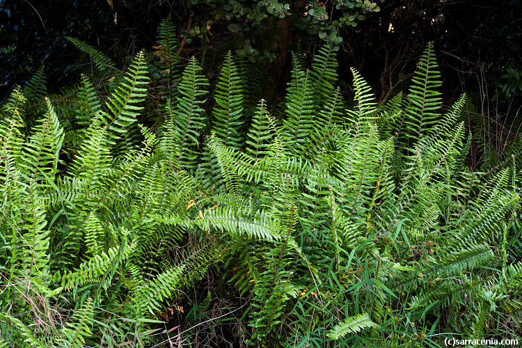 Image of <i>Nephrolepis multiflora</i>