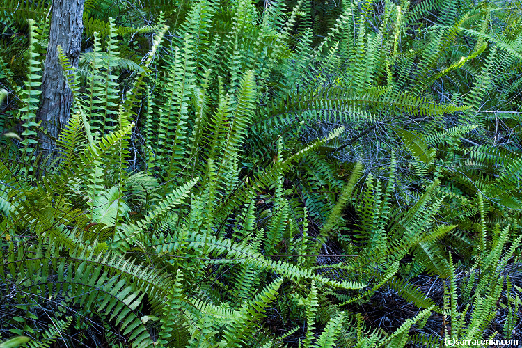 Image of <i>Nephrolepis multiflora</i>