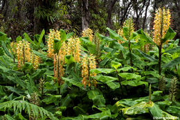 Слика од Hedychium gardnerianum Sheppard ex Ker Gawl.