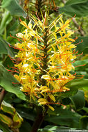 Слика од Hedychium gardnerianum Sheppard ex Ker Gawl.