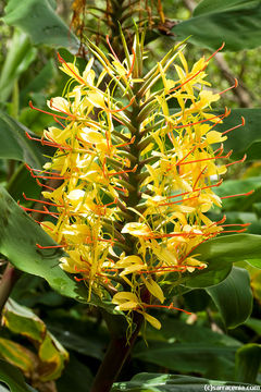 Image of Kahila garland-lily