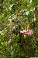 Image of Banana passionflower