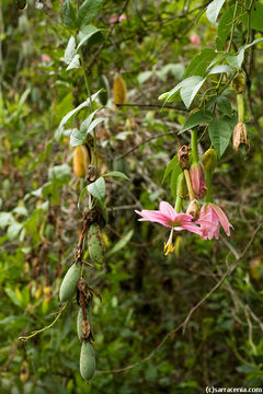 Image of banana passionflower