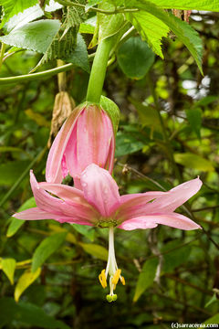 Image of Banana passionflower