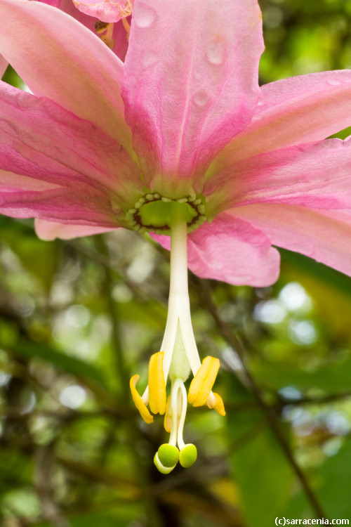 Image of banana passionflower