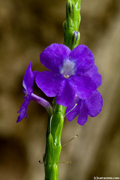 Image of nettleleaf velvetberry