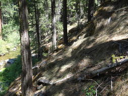 Image of Sierra bluegrass