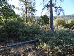 Image of Sierra bluegrass