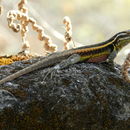 Image of Smith's Rosebelly Lizard