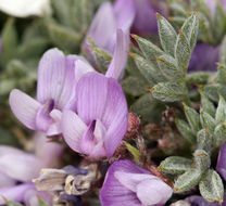 Image de Astragalus kentrophyta var. tegetarius (S. Wats.) R. D. Dorn