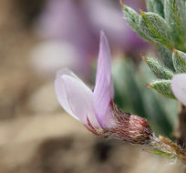 Image de Astragalus kentrophyta var. tegetarius (S. Wats.) R. D. Dorn