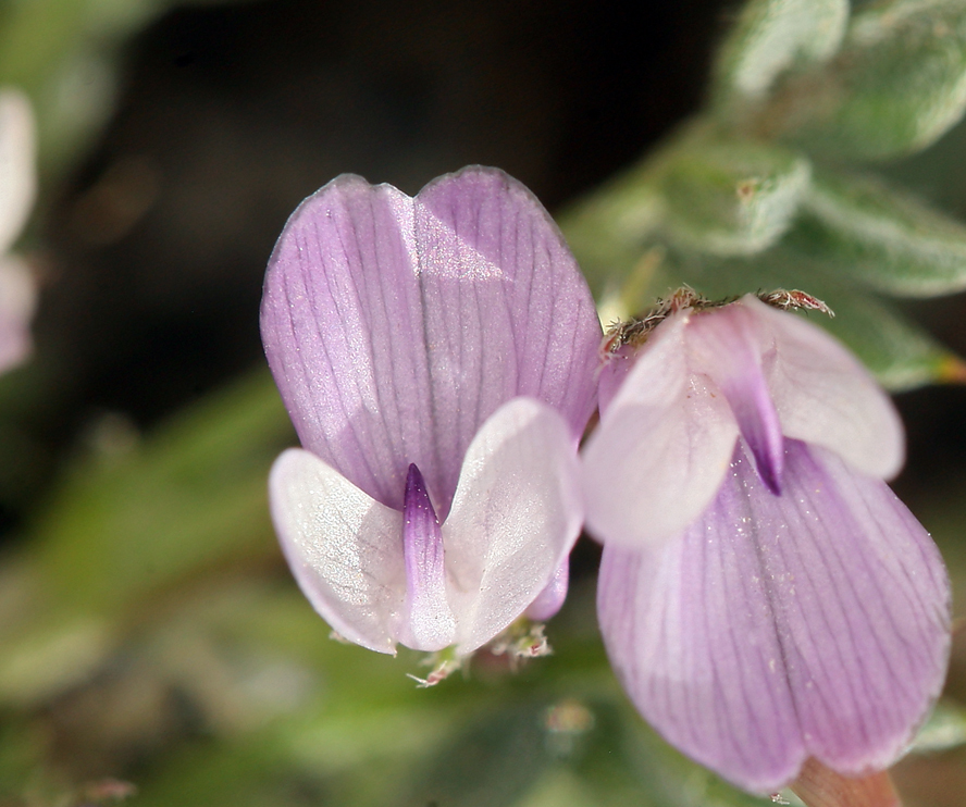 Image de Astragalus kentrophyta var. tegetarius (S. Wats.) R. D. Dorn