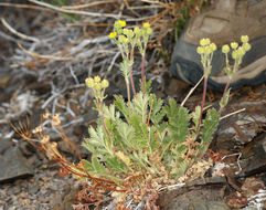 Image de Potentilla pensylvanica L.