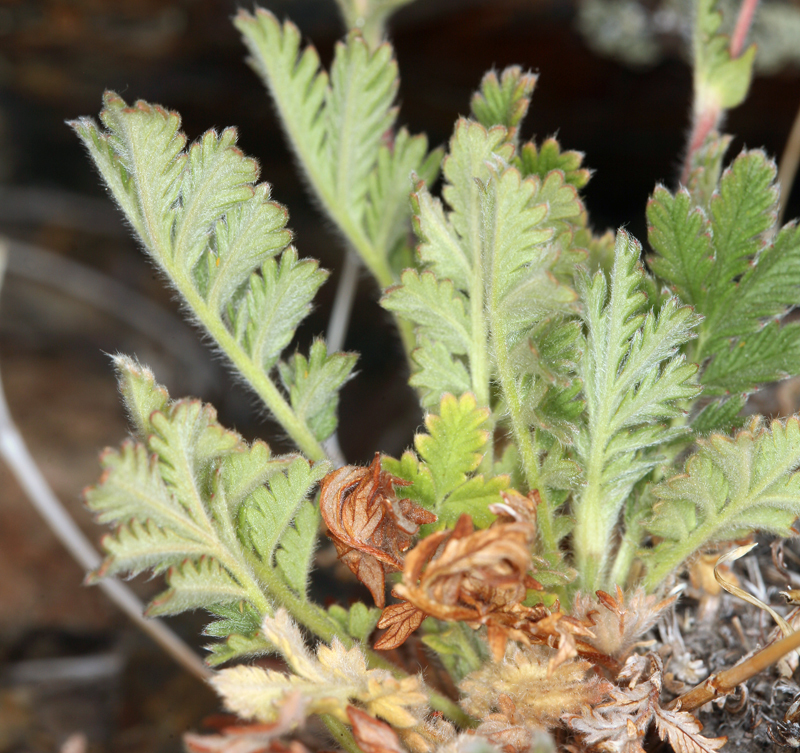 Image de Potentilla pensylvanica L.