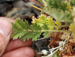 Image de Potentilla pensylvanica L.