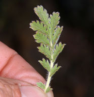 Image de Potentilla pensylvanica L.