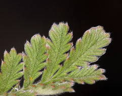 Image de Potentilla pensylvanica L.