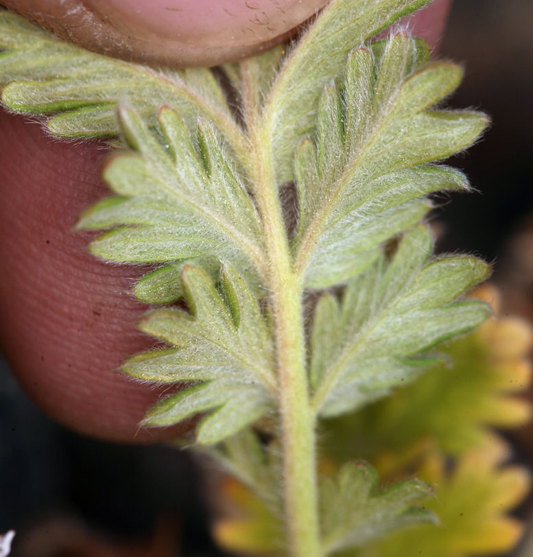 Image de Potentilla pensylvanica L.