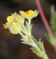 Image de Potentilla pensylvanica L.