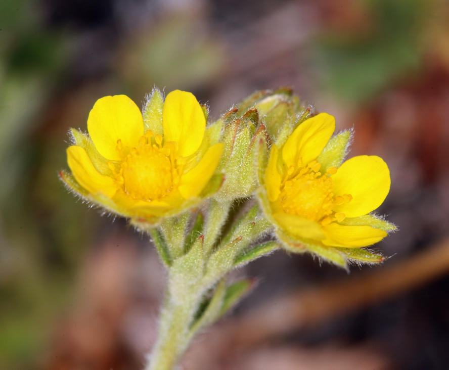 Image de Potentilla pensylvanica L.