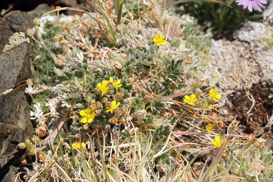 Image of silky cinquefoil