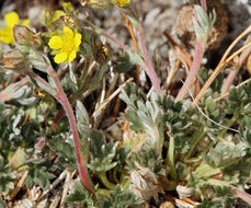 Image of silky cinquefoil