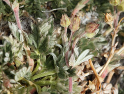 Image of silky cinquefoil