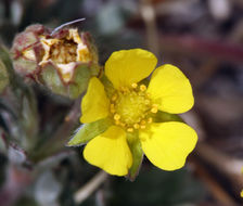 Image of silky cinquefoil