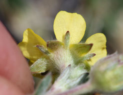 Image of silky cinquefoil