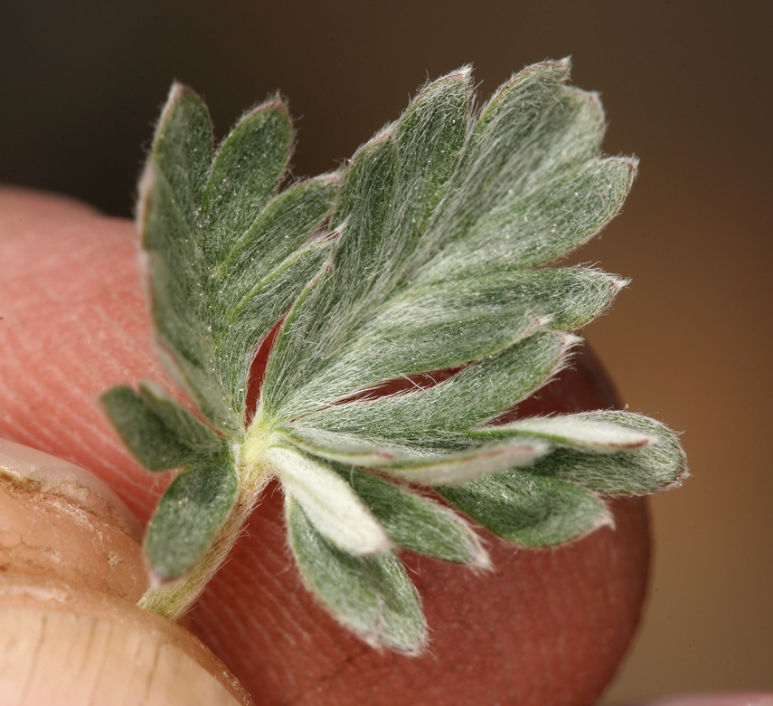 Image of silky cinquefoil