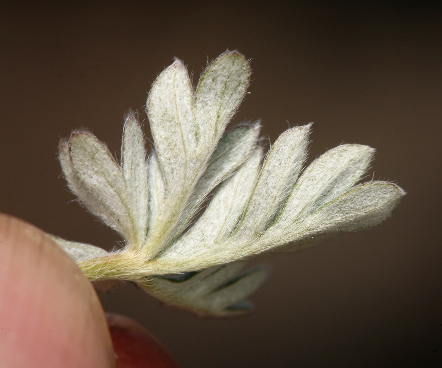 Image of silky cinquefoil