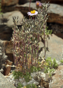 صورة Draba californica (Jeps.) Rollins & R. A. Price