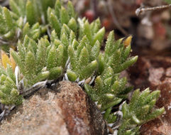 صورة Draba californica (Jeps.) Rollins & R. A. Price