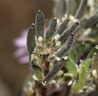 صورة Draba californica (Jeps.) Rollins & R. A. Price