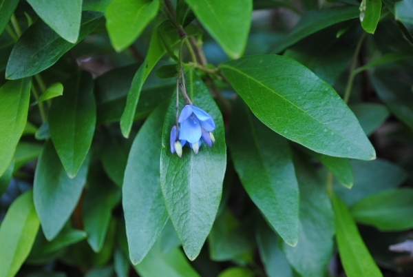 Image of bluebell creeper