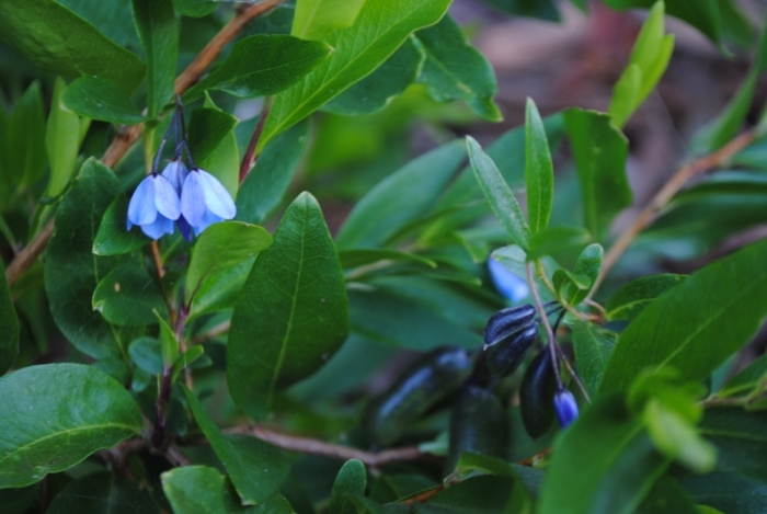 Image of bluebell creeper