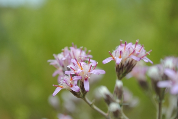 Plancia ëd Acourtia microcephala DC.